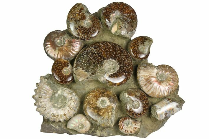 Tall, Composite Ammonite Fossil Display - Madagascar #175803